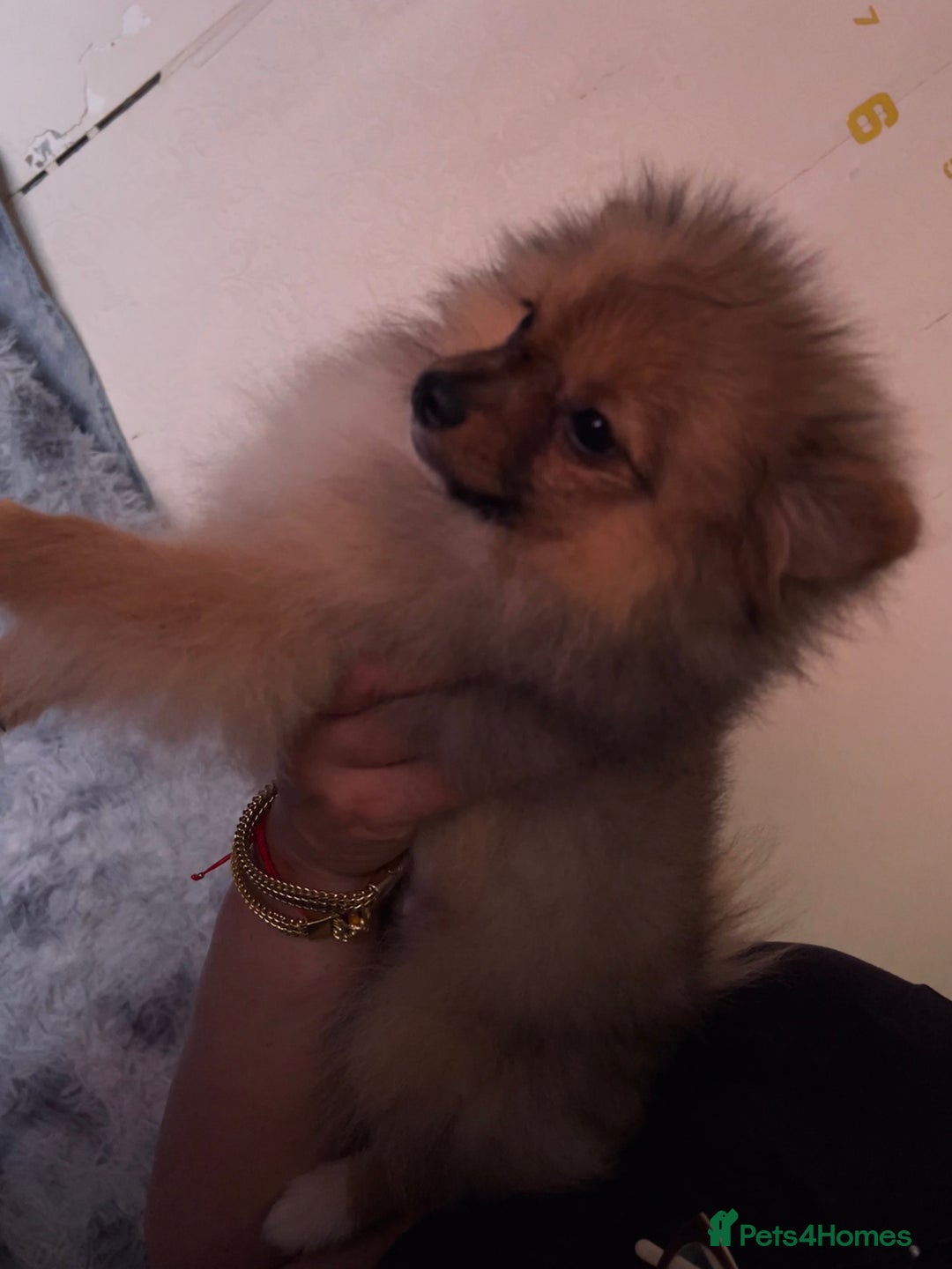Pomeranian dogs for sale: Pomeranian girls and boys available  - Image 6