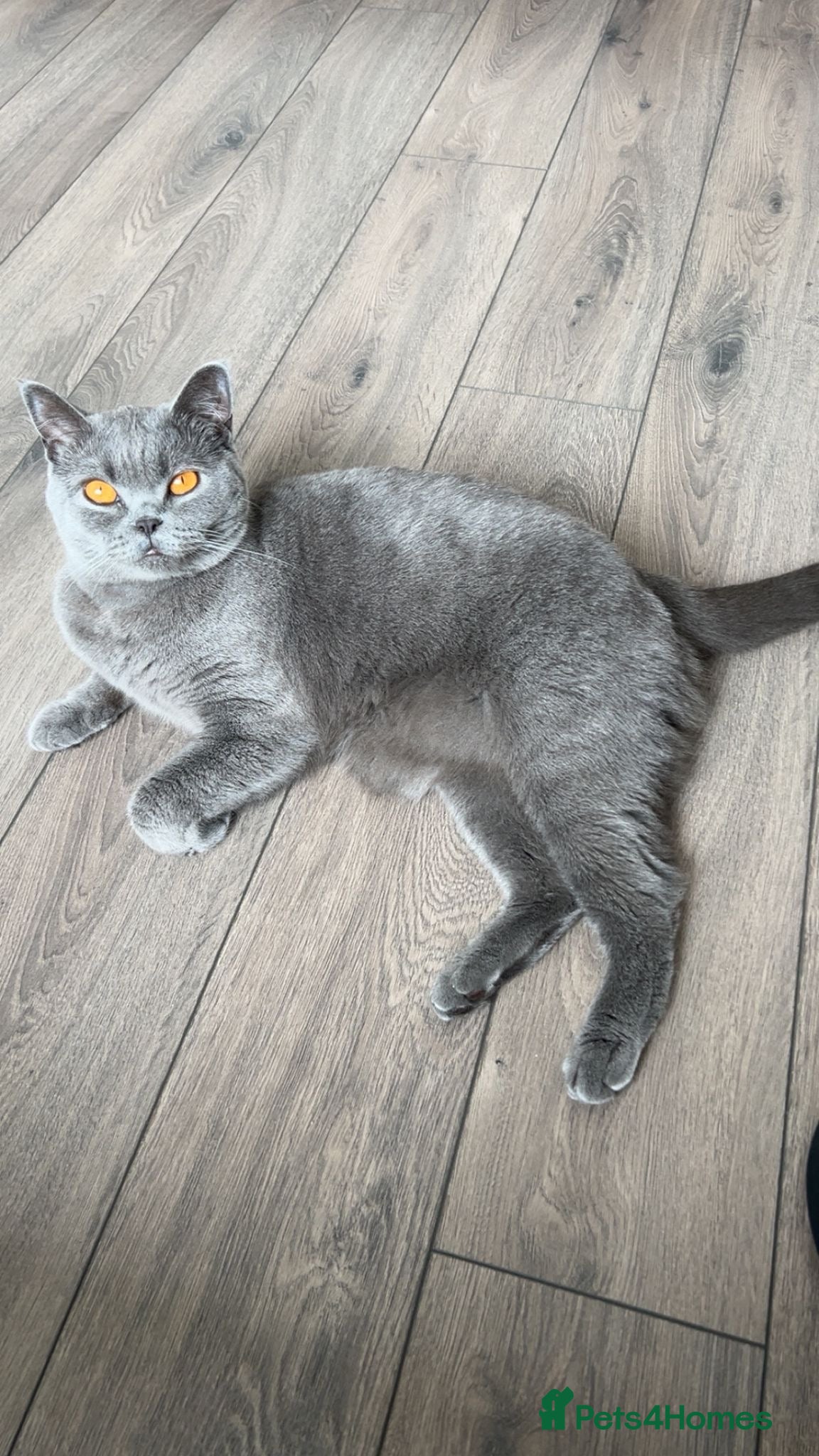 British Shorthair cats Kiko - British Short Hair  - Advert 1
