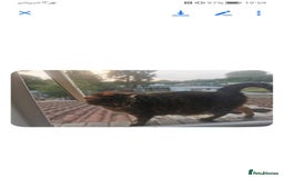 Mixed Breed cats for sale: Car for free (urgent) - Image 1