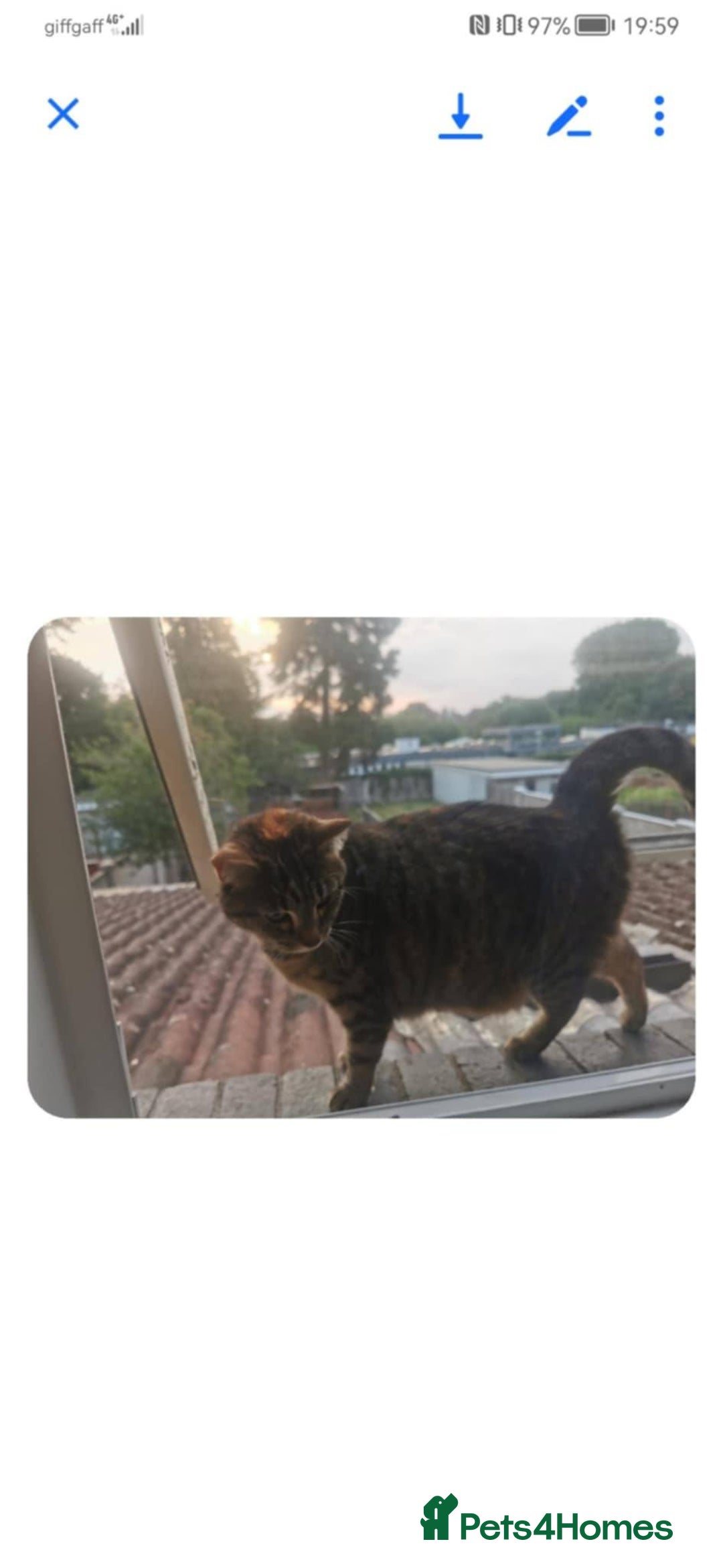 Mixed Breed cats for sale: Car for free (urgent) - Image 1