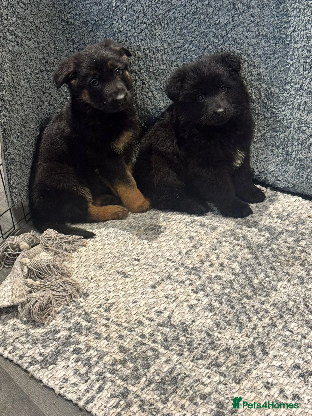 German Shepherd dogs for sale: German shepherd pups  - Advert 15