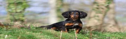 Cocker Spaniel dogs for stud: Stunning Black and Tan stud - Advert 3