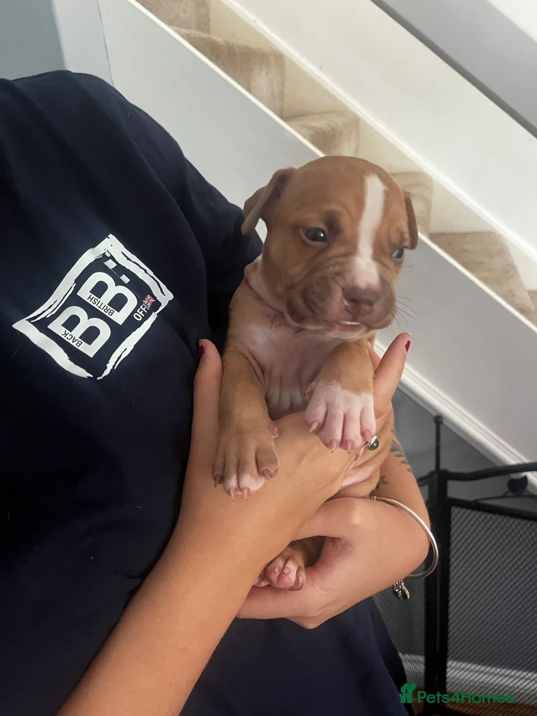 Mixed Breed dogs for sale: Gorgeous Staffordshire pups for sale - Advert 2