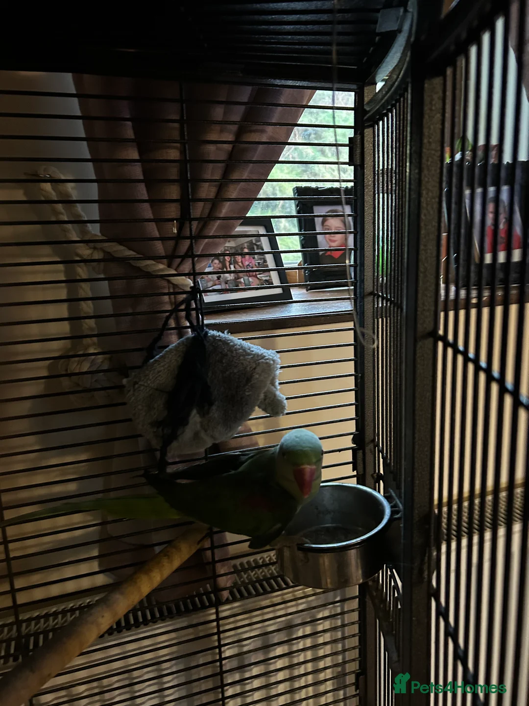 Parrots birds for sale: Alexandrine parrot - Advert 2