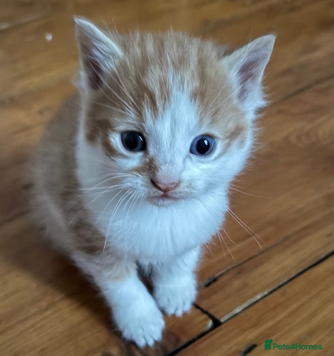 Mixed Breed cats for sale: Kittens stunning Mainecoon cross babies 🐈❤️ - Advert 5