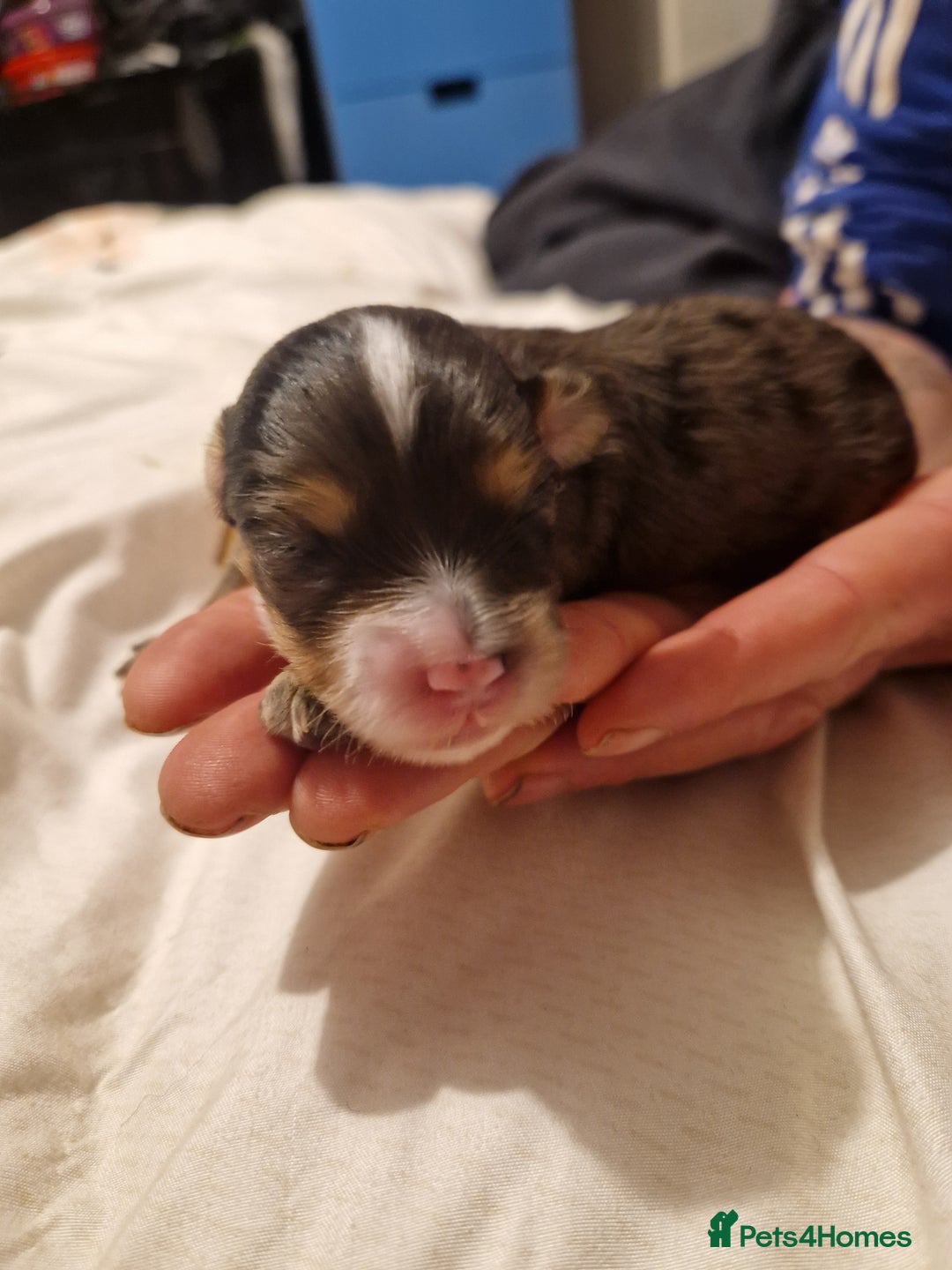 Maltipoo dogs for sale: Quality unique f1 tiny korean maltipoo puppies  - Advert 12