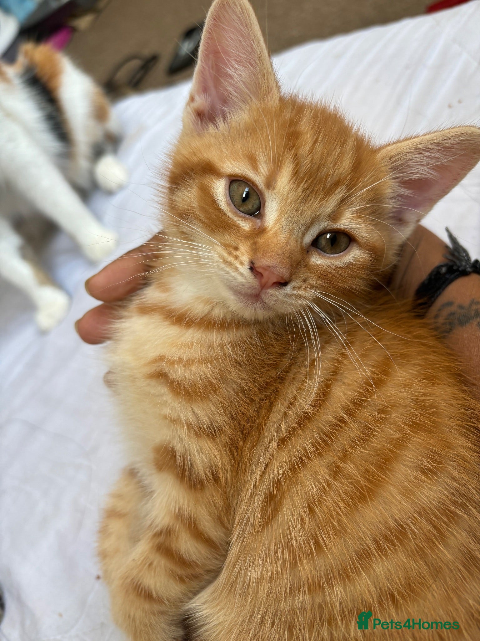 Mixed Breed cats Orange baby kitten for sale - Advert 2