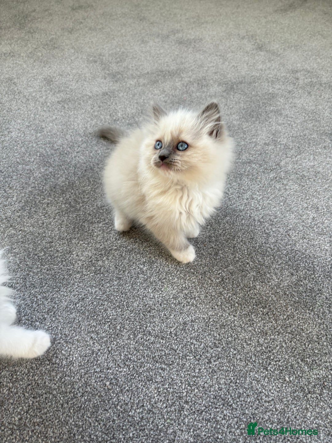 Ragdoll cats for sale: Blue GCCF pedigree Ragdoll kittens - Advert 12