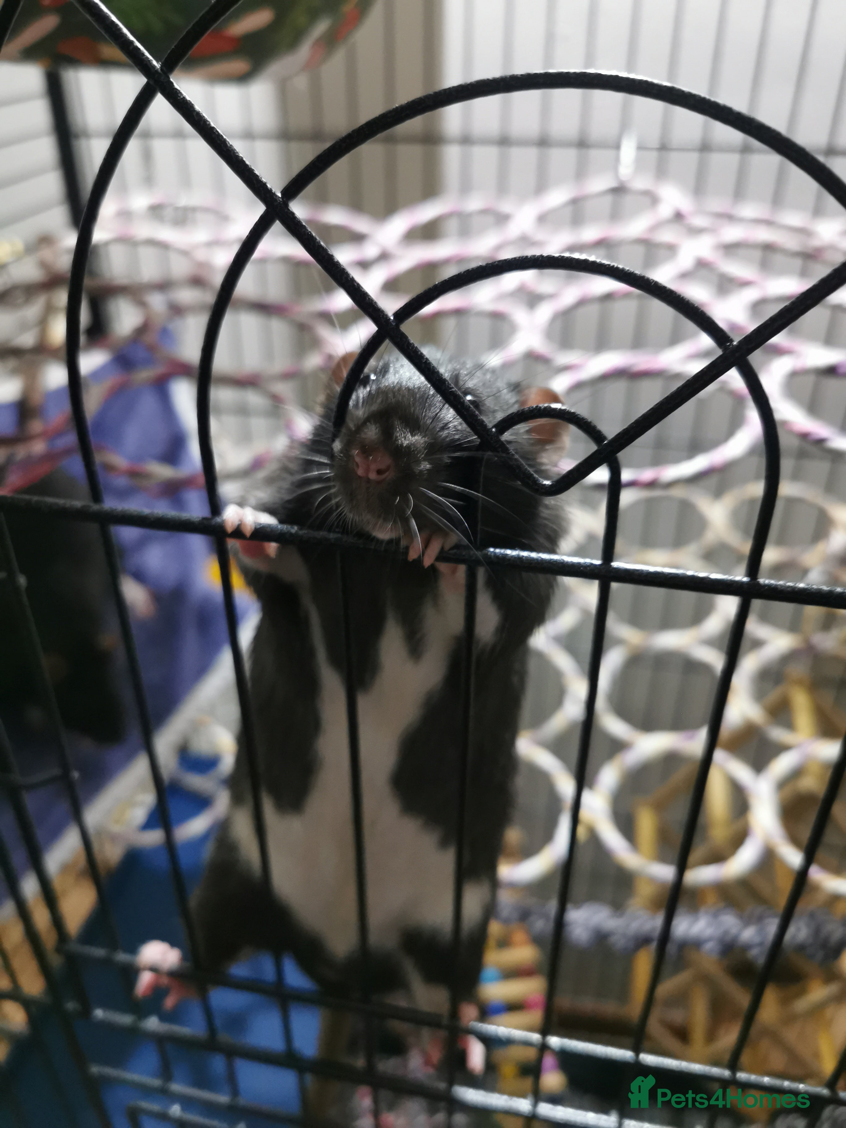 Rat rodents Free rats male with cage and accessories  - Advert 3