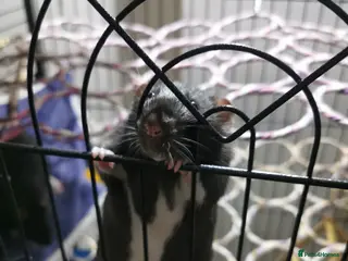 Rat rodents Free rats male with cage and accessories - Advert 3