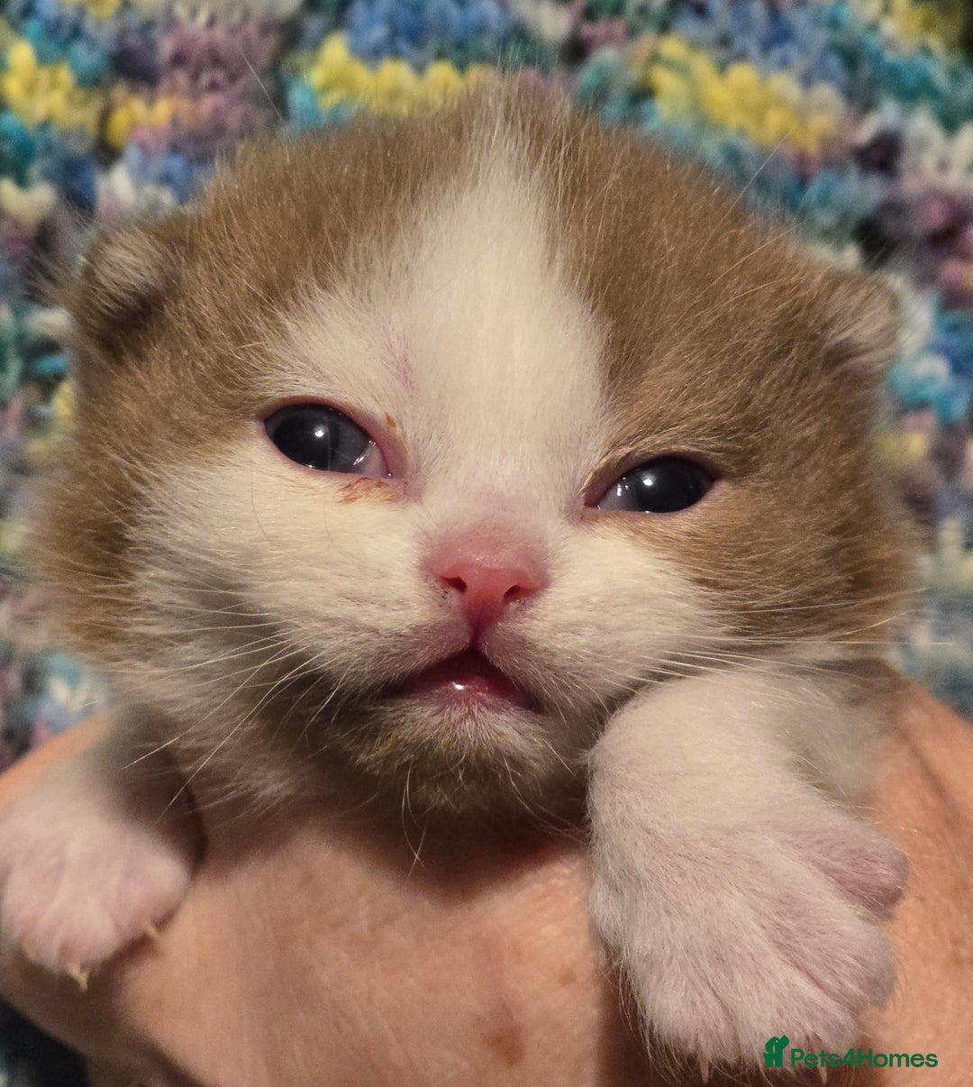 British Shorthair cats for sale: TICA registered BSH and BLH kittens - Advert 7