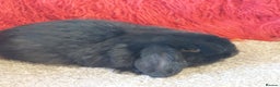 Mini Lop rabbits for sale: minilop  babys ready to reserve  - Advert 6