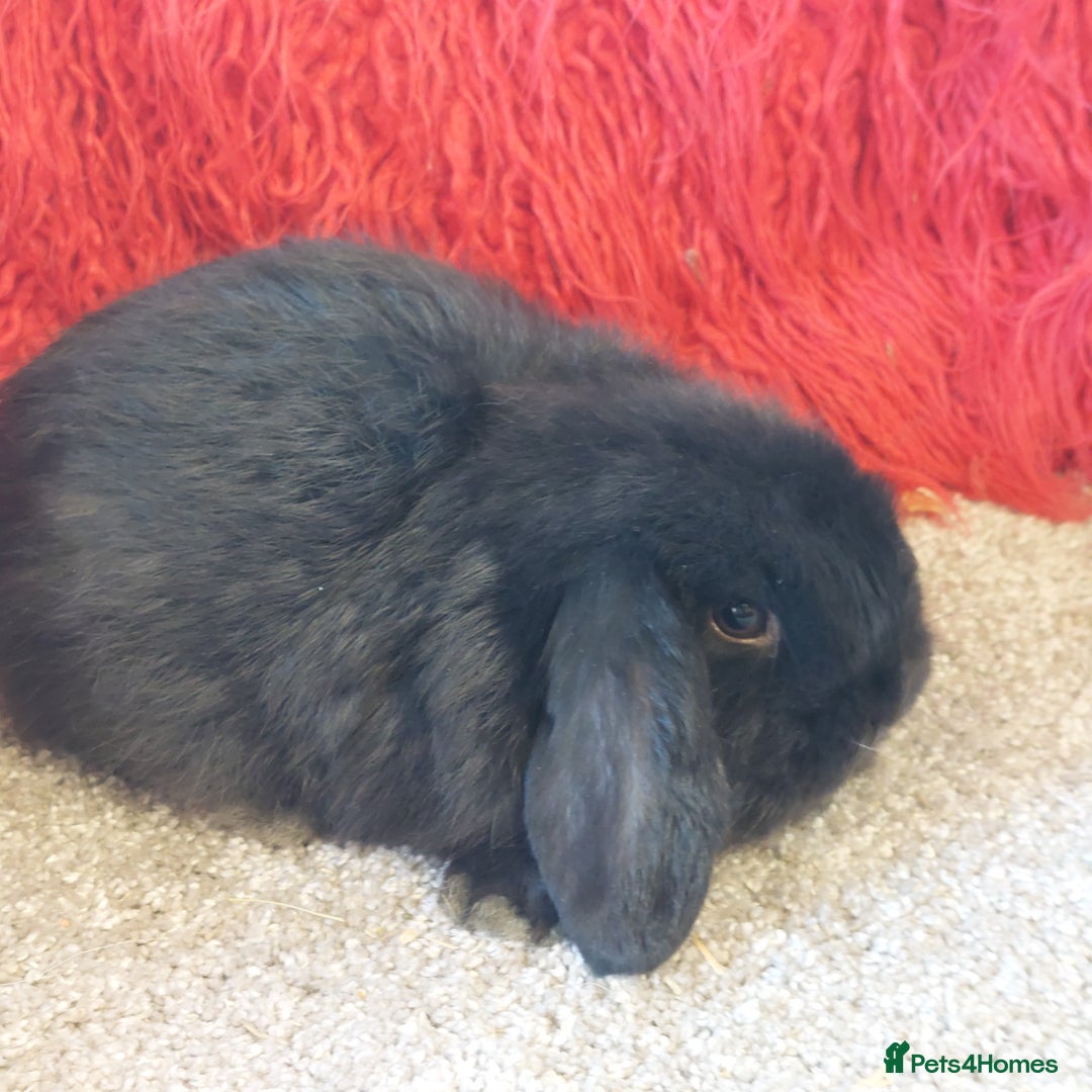 Mini Lop rabbits for sale: minilop  babys ready to reserve  - Advert 6