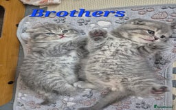 Scottish Fold cats for sale: Scottish Fold/Straight kittens  - Image 7