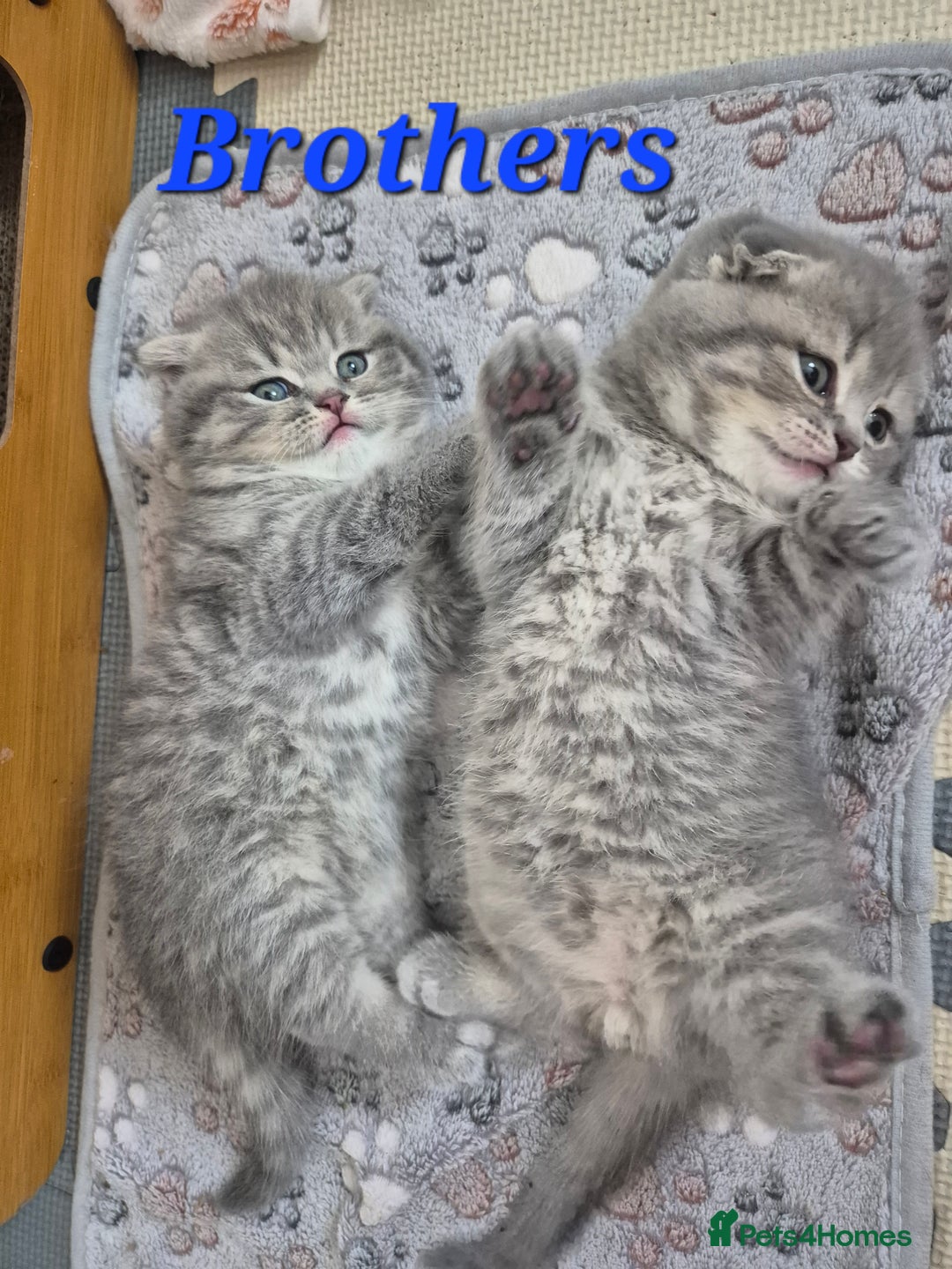 Scottish Fold cats for sale: Scottish Fold/Straight kittens  - Image 7