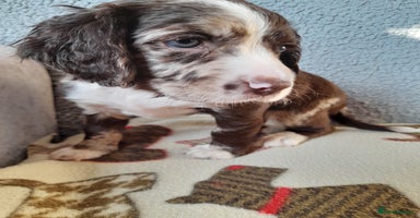 Sprocker dogs - Advert 3