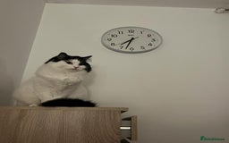 Mixed Breed cats for sale: Loving Indoor Cat Looking for a Good New Home - Image 5