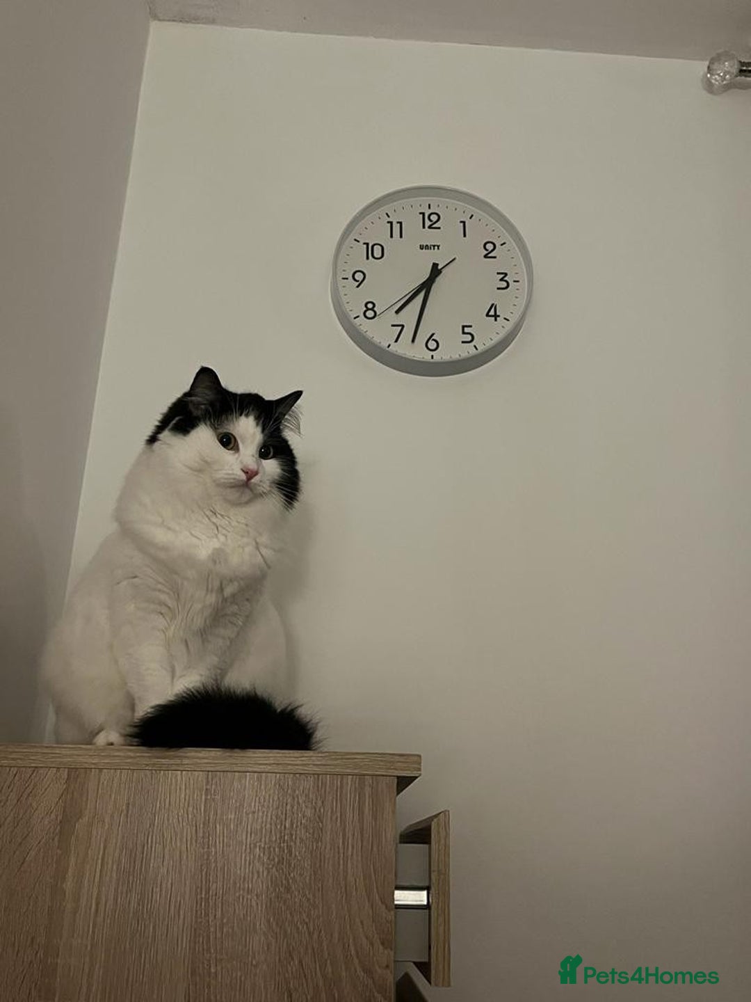 Mixed Breed cats for sale: Loving Indoor Cat Looking for a Good New Home - Image 5