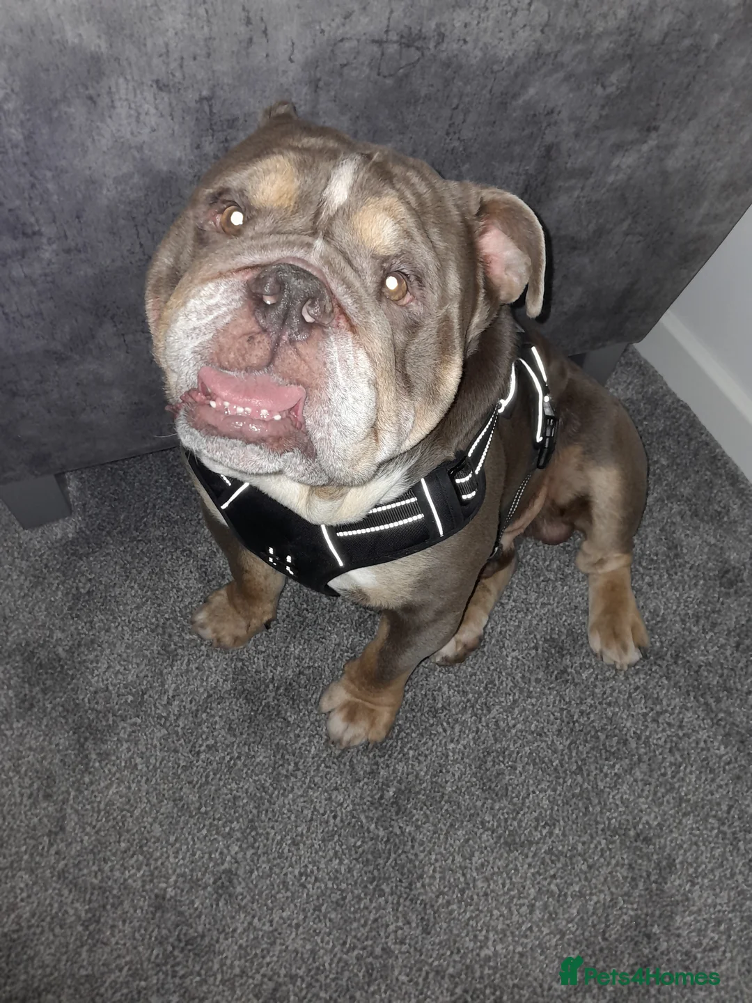 English Bulldog dogs for sale: Male Bulldog 1 year old - Advert 2