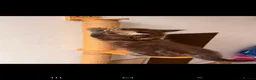 Maine Coon cats for sale: 🐾 FIVE MAINE COON (TWO POLYDACTYL)  - Advert 14