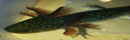 Axolotl reptiles for sale: Wild type juvenile axolts in Cardiff - Advert 2