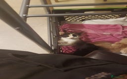 Domestic Shorthair cats for sale: Kittens for sale - Image 5