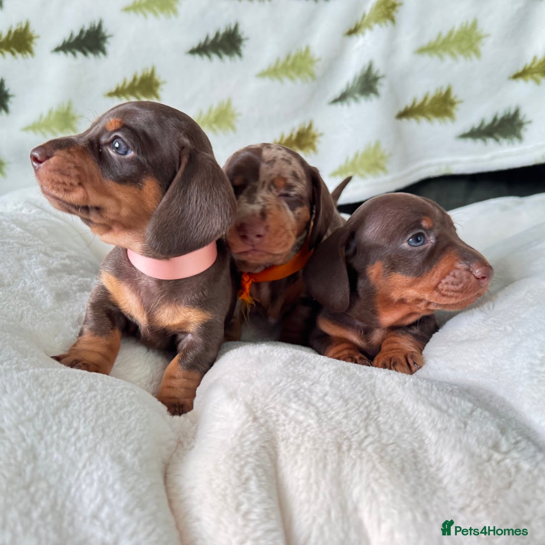 Miniature Dachshund dogs for sale: 6 KC registered miniature dachshund pupps  - Advert 12
