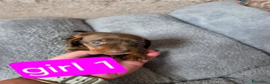 Dachshund 5