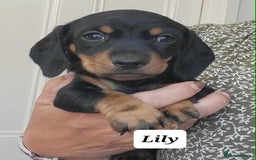 Miniature Dachshund dogs for sale: QUALITY MINIATURE DACHSHUND SMOOTH PUPS - Image 21
