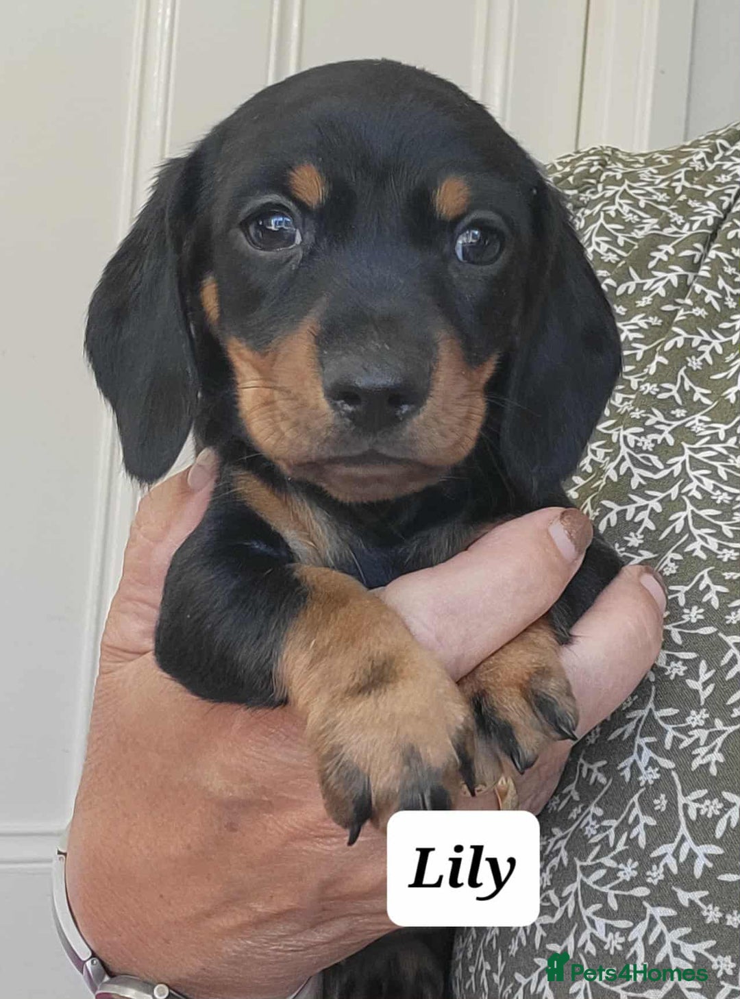 Miniature Dachshund dogs for sale: QUALITY MINIATURE DACHSHUND SMOOTH PUPS - Image 21