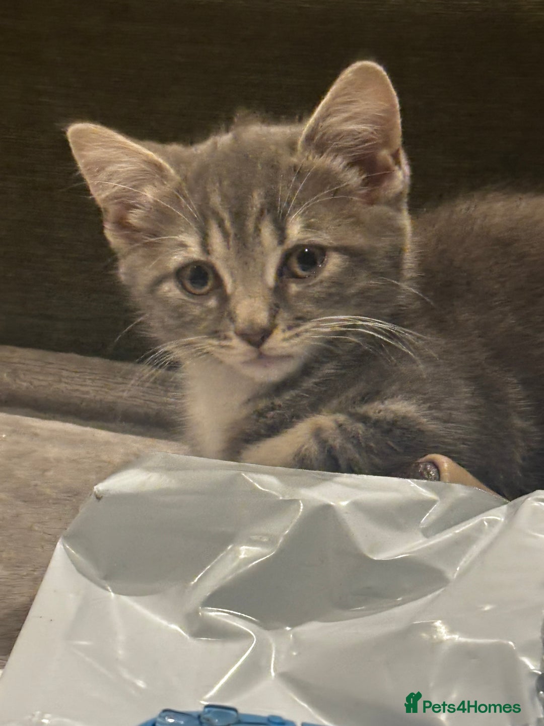 British Shorthair cats for sale: Charming British Shorthair-Siberian Mix kitten - Image 1