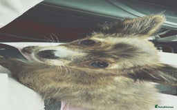 Chihuahua dogs for sale: Tigerbrindle Chihuahua for sale 17 weeks old  - Image 3