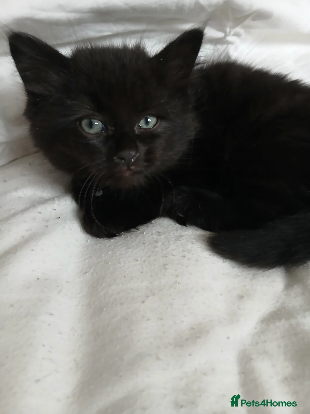 Mixed Breed cats for sale: 3 Male kittens in Doncaster - Advert 2