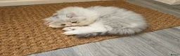Persian cats for sale: Persian Kittens Extreme Punch Face – Bi-Color GCCF - Advert 9