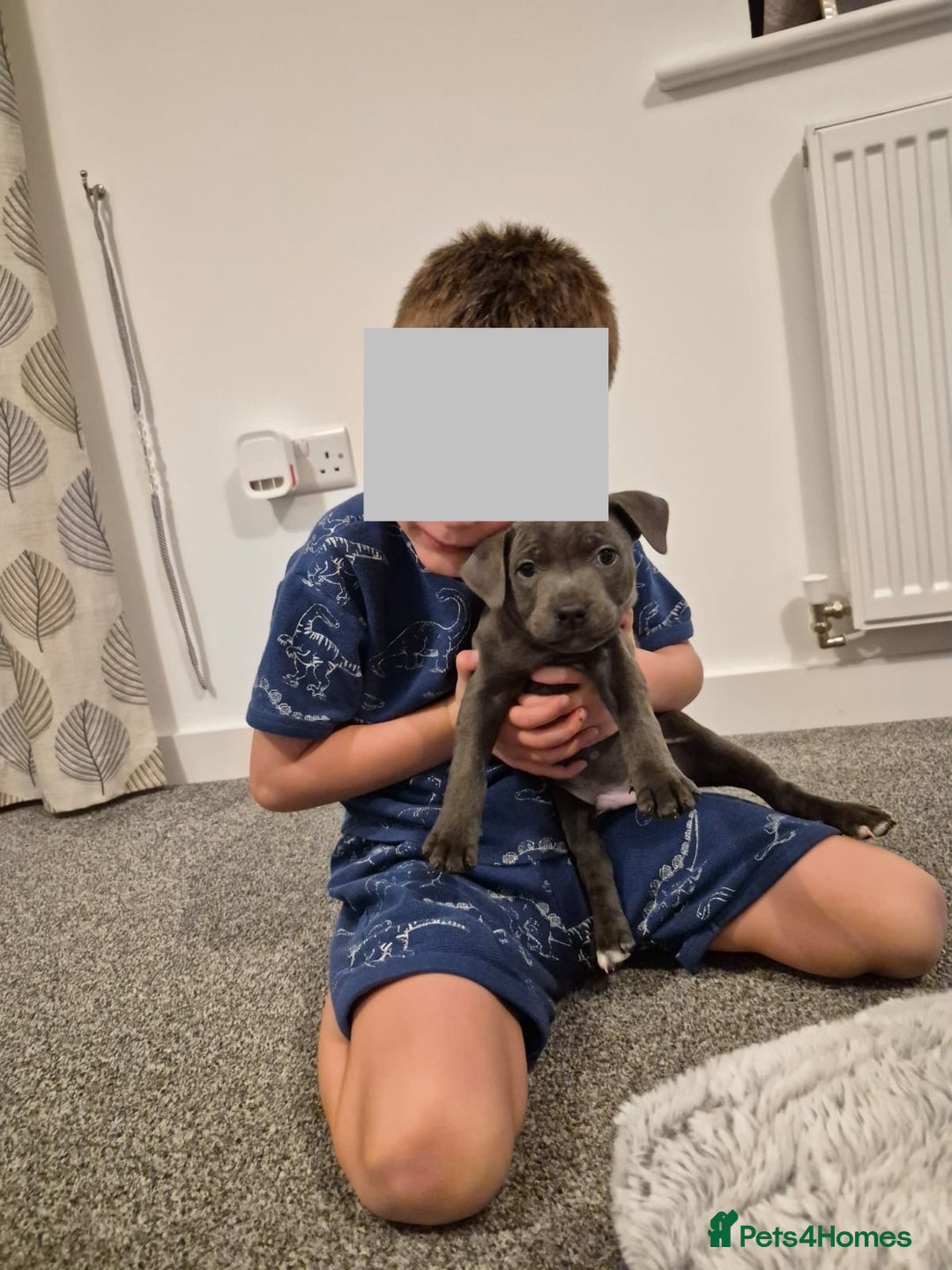 Staffordshire Bull Terrier dogs for sale: 2 GORGEOUS boys  - Image 10