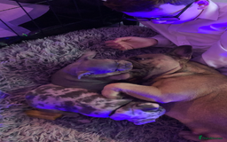 French Bulldog dogs for sale: Two boys  - Advert 20