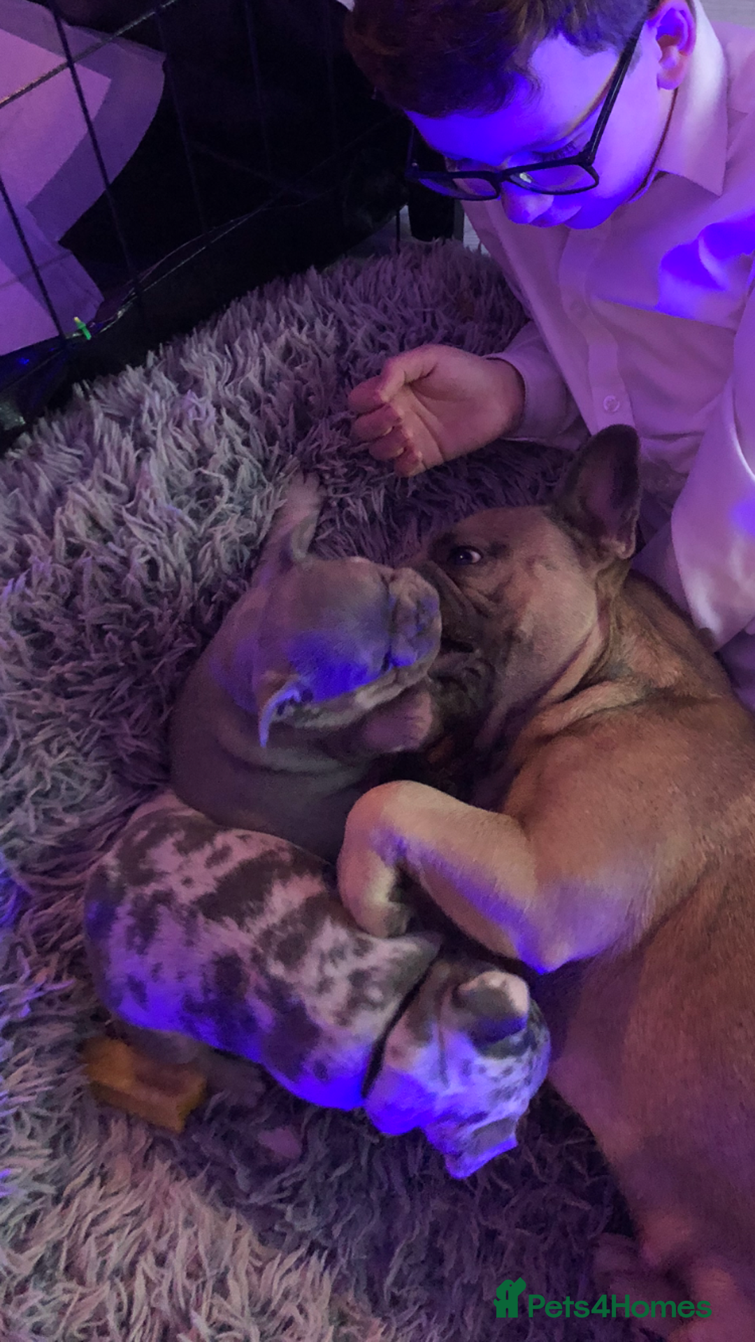 French Bulldog dogs for sale: Two boys  - Advert 20