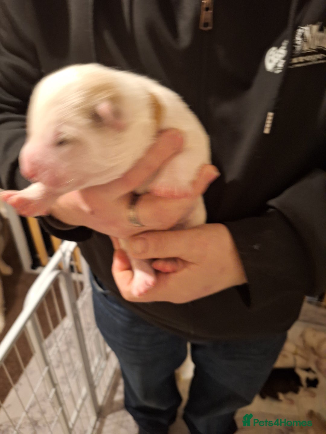 Siberian Husky dogs for sale: 7 SIBERIAN HUSKYS, 4 BOYS, 3 GIRLS - Advert 15