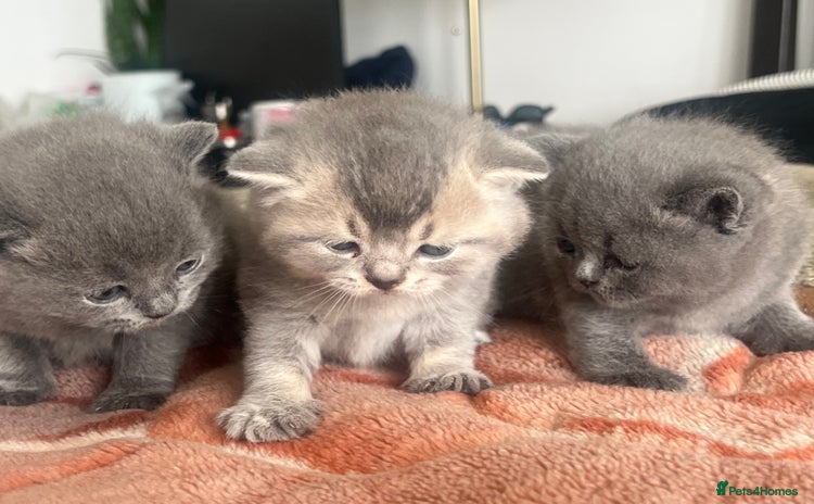 British Shorthair cats - Advert 4