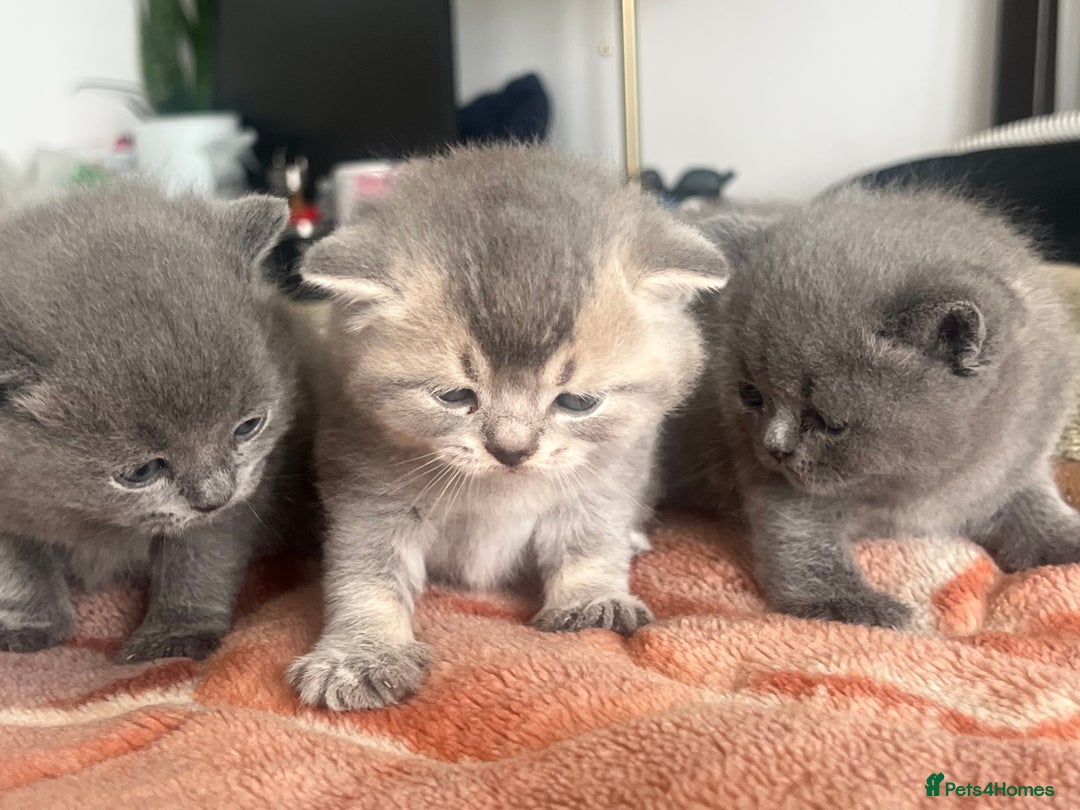 British Shorthair cats for sale: Stunning British Short Hair for Sale - Image 1