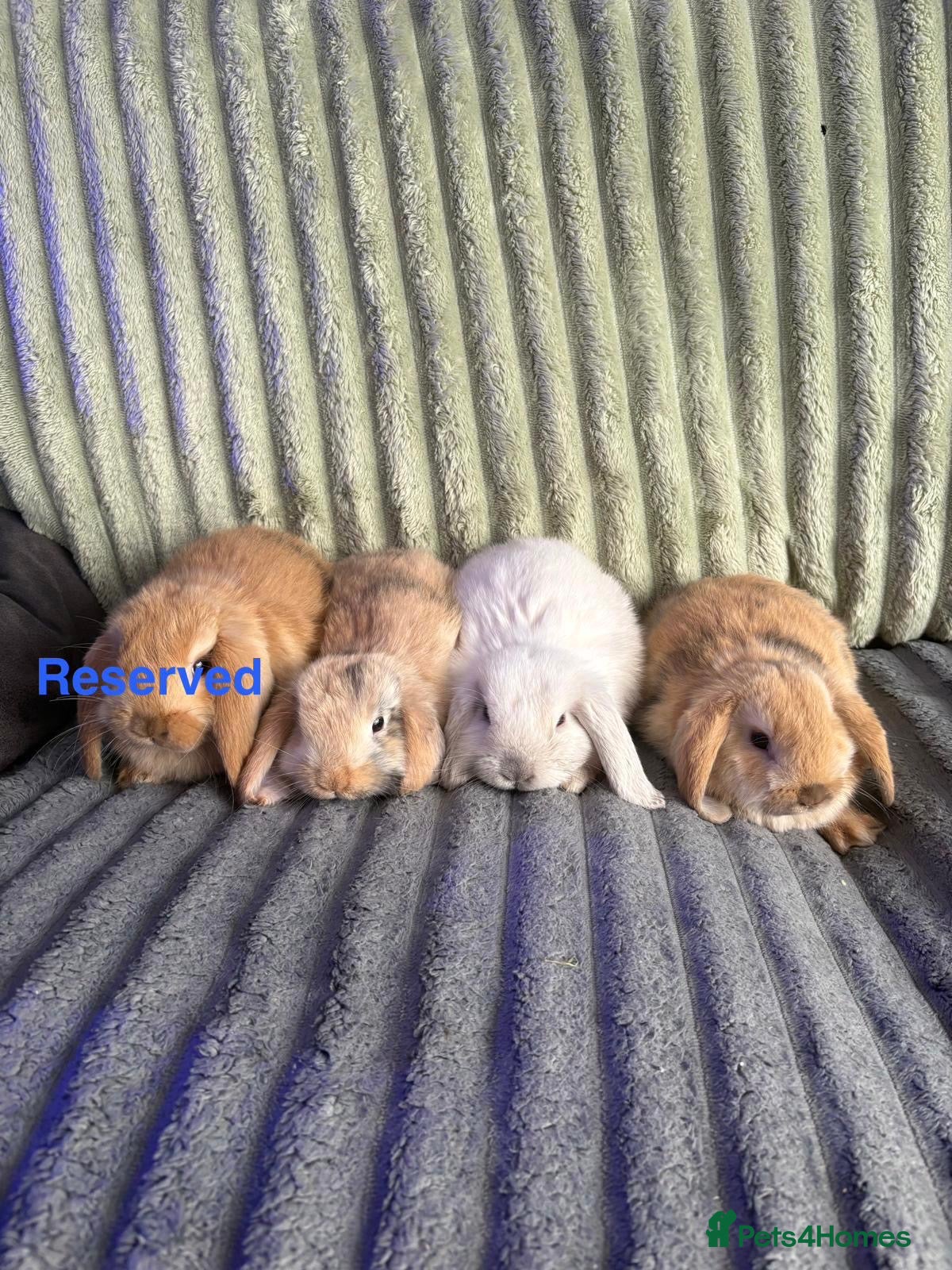 Mini Lop rabbits 💙🩷 Beautiful Pure Bred Mini Lop Bunnies 🩷💙 - Advert 2