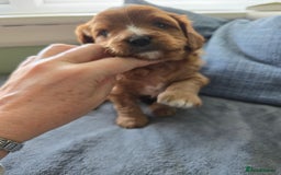 Cavapoo dogs for sale: Gorgeous Cavapoo puppies looking for forever home - Image 4