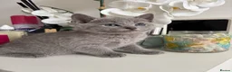 Russian Blue cats for sale: TOP PEDIGREE RUSSIAN BLUE KITTENS 🐱 - Advert 13