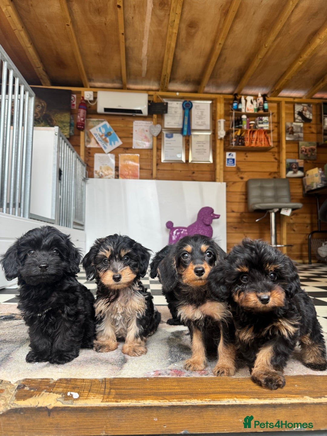 Mixed Breed dogs for sale: Daxiepoos (council licensed breeders) - Image 13