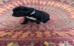 Mixed Breed dogs for sale: Beautiful pointer lab puppies!  - Image 31
