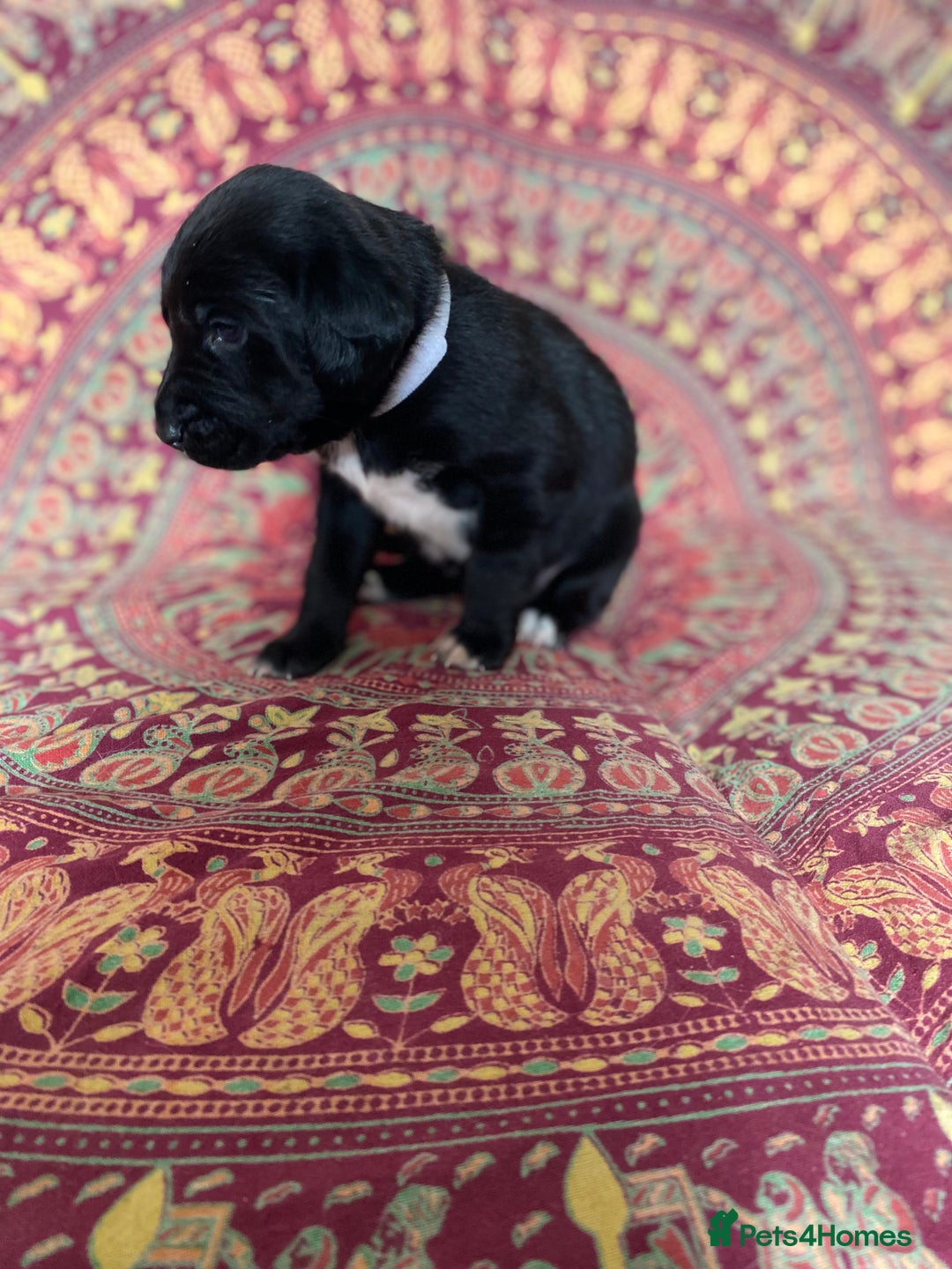 Mixed Breed dogs for sale: Beautiful pointer lab puppies!  - Image 31