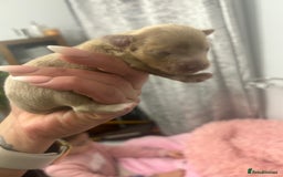 Mixed Breed dogs for sale: Xxx TINY dachshund x chihuahua puppies xxx - Image 3