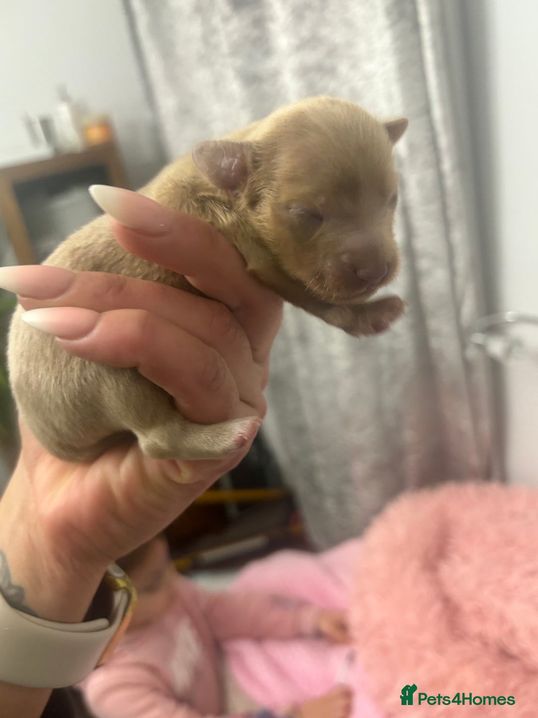 Mixed Breed dogs for sale: Xxx TINY dachshund x chihuahua puppies xxx - Image 3