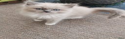 Ragdoll cats for sale: Stunning TICA Ragdoll Kittens - Mink, Sepia,  - Advert 22