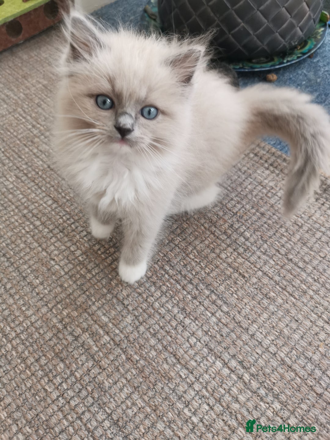 Ragdoll cats for sale: Stunning TICA Ragdoll Kittens - Mink, Sepia,  - Advert 22